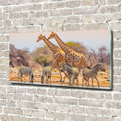 Print on acrylic Giraffes and zebra