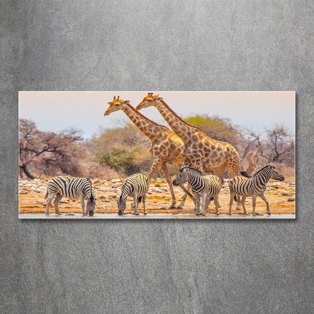 Print on acrylic Giraffes and zebra