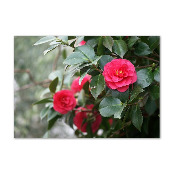 Wall art acrylic Camellia