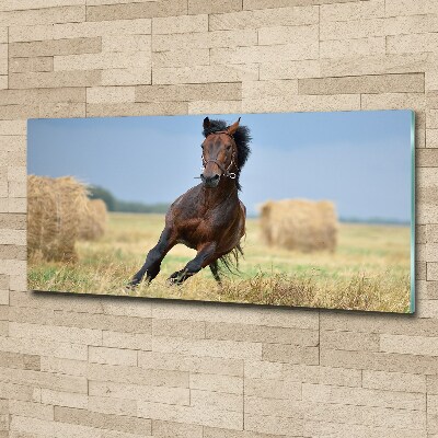 Print on acrylic Horse at a gallop