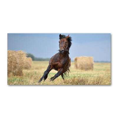 Print on acrylic Horse at a gallop