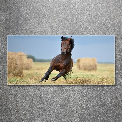 Print on acrylic Horse at a gallop