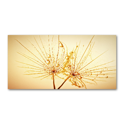 Print on acrylic Dandelion seeds