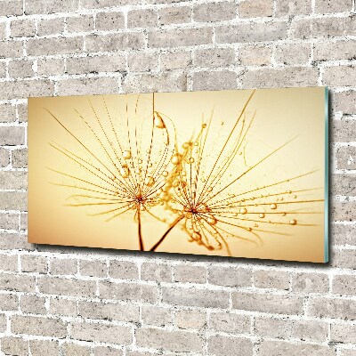 Print on acrylic Dandelion seeds