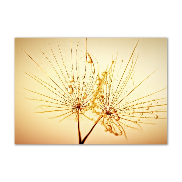 Print on acrylic Dandelion seeds