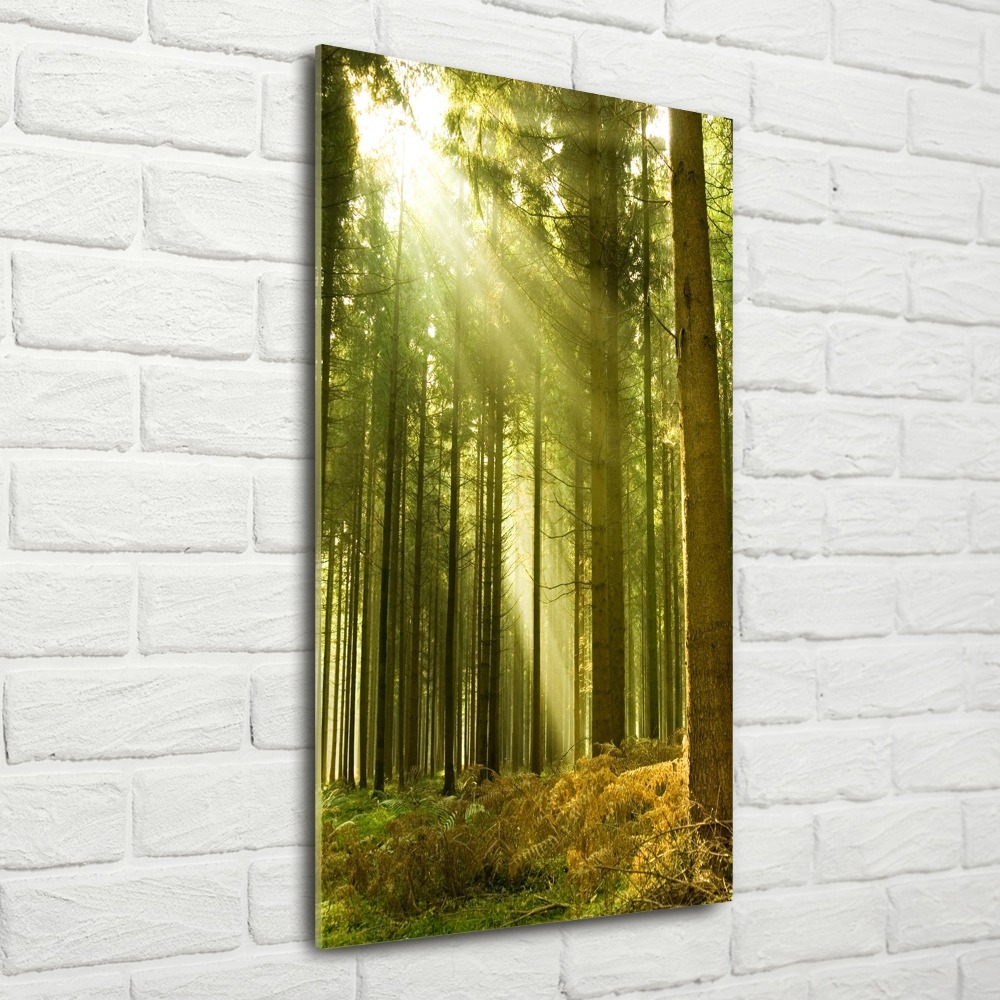 Print on acrylic The sun in the forest