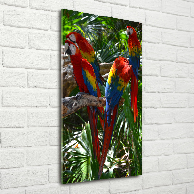 Print on acrylic Ary parrots