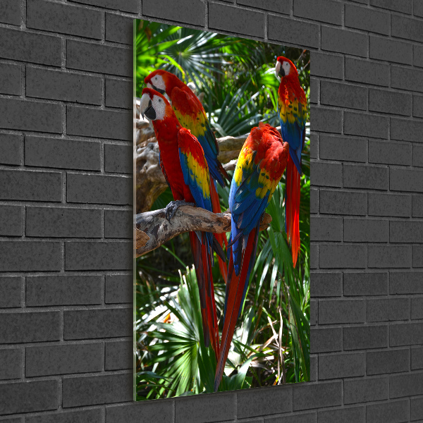 Print on acrylic Ary parrots