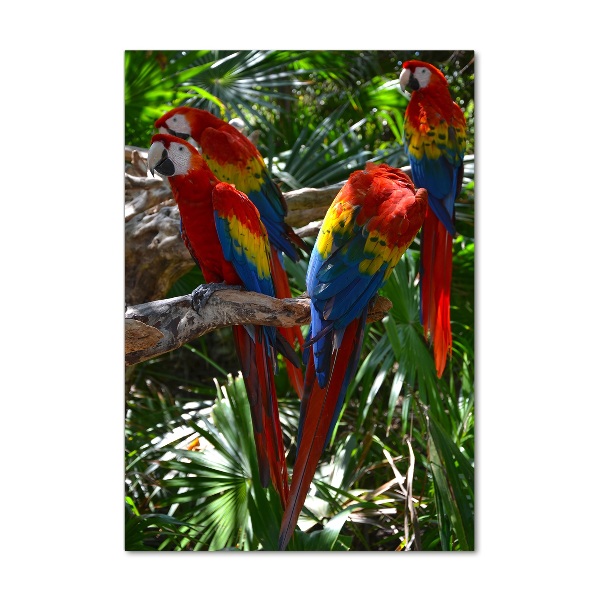 Print on acrylic Ary parrots