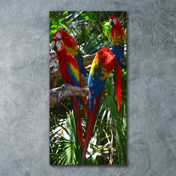 Print on acrylic Ary parrots