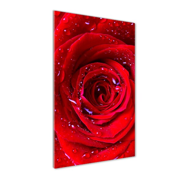 Acrylic wall art Red rose