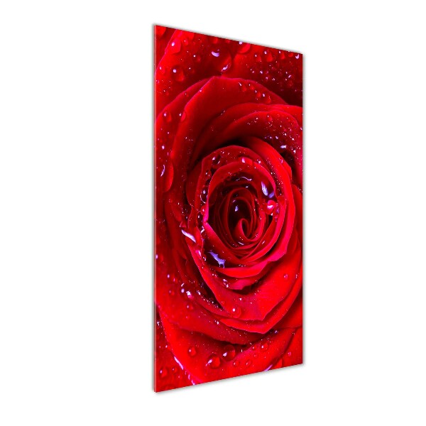 Acrylic wall art Red rose