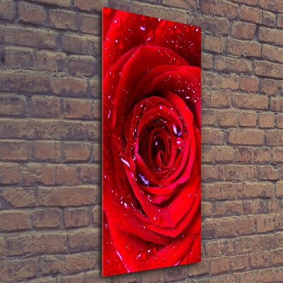 Acrylic wall art Red rose