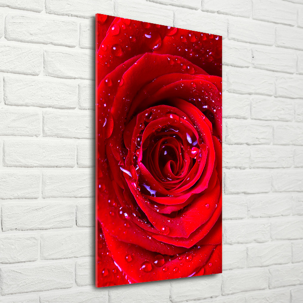 Acrylic wall art Red rose