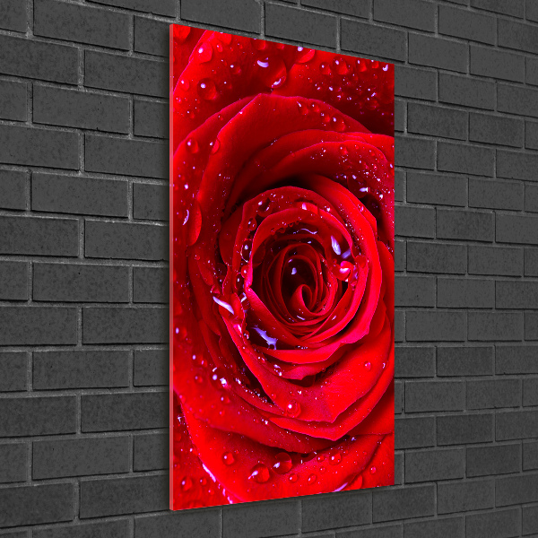 Acrylic wall art Red rose