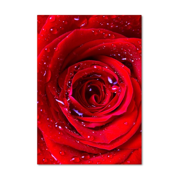 Acrylic wall art Red rose