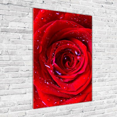 Acrylic wall art Red rose