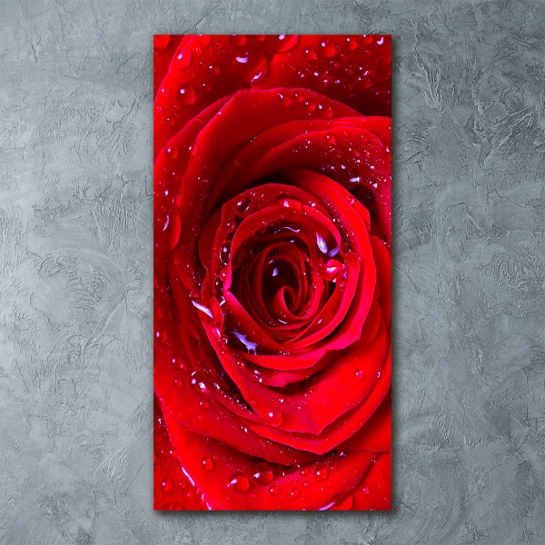 Acrylic wall art Red rose