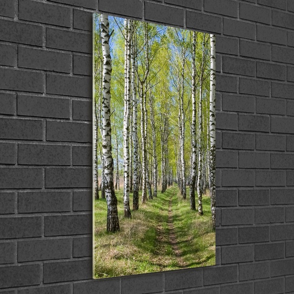 Print on acrylic Birch forest