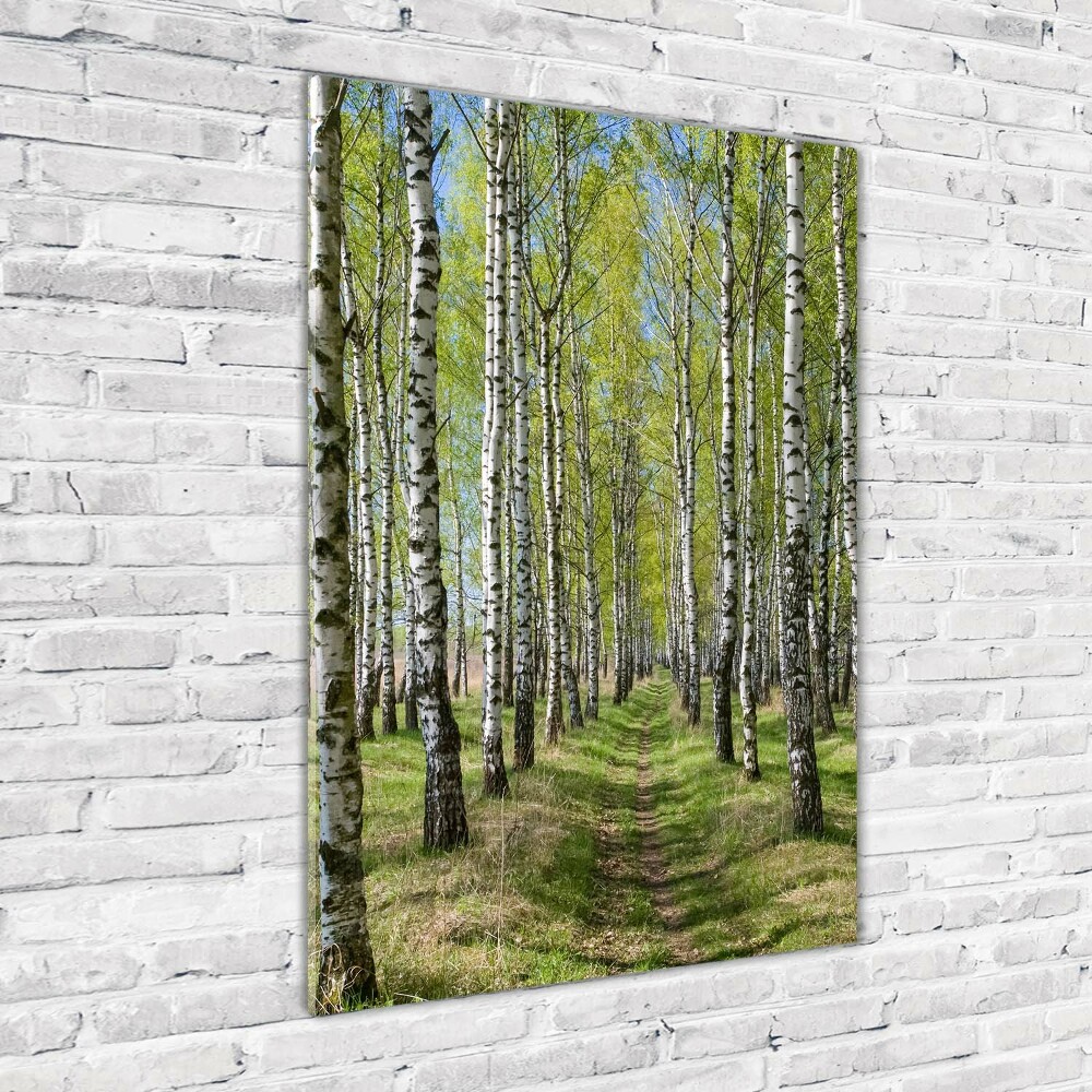 Print on acrylic Birch forest