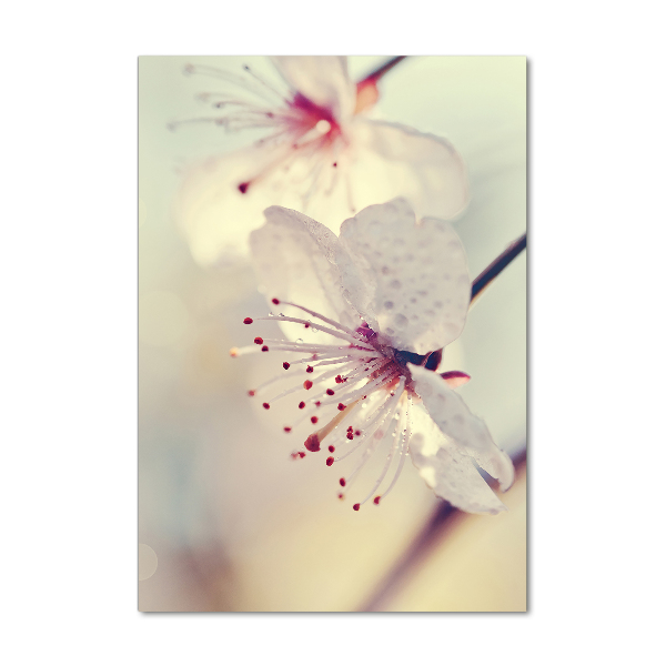 Acrylic wall art Cherry blossoms