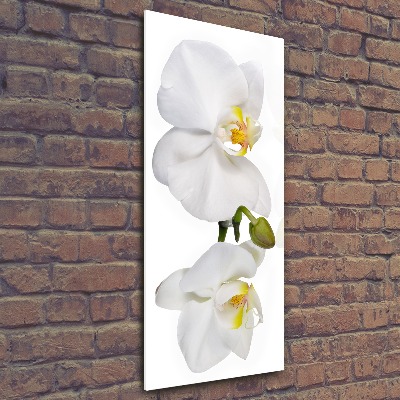 Print on acrylic glass White orchid