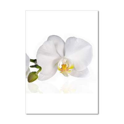 Print on acrylic glass White orchid