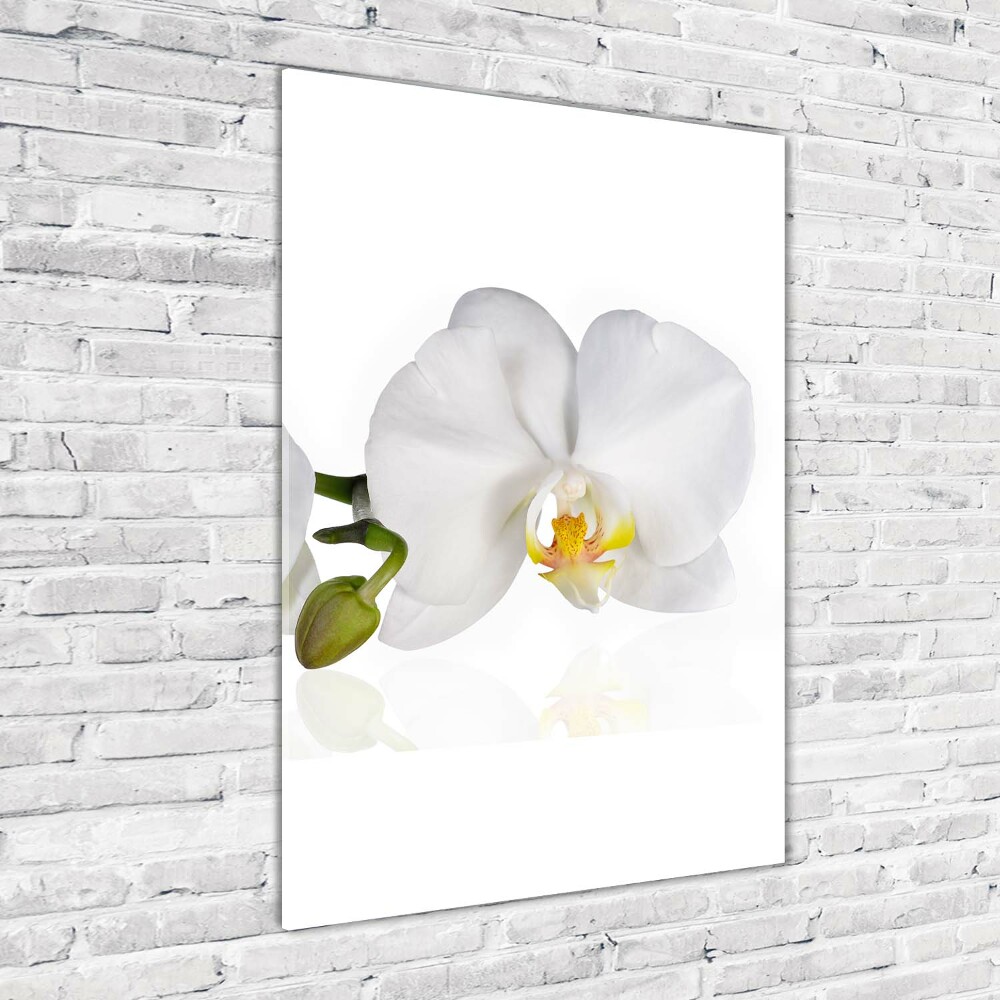 Print on acrylic glass White orchid