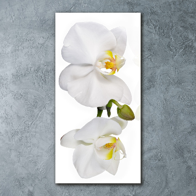 Print on acrylic glass White orchid