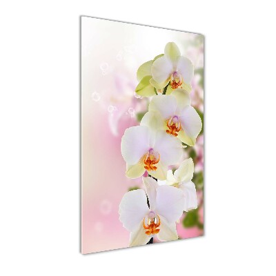 Acrylic print White orchid