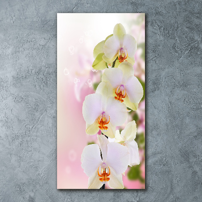 Acrylic print White orchid