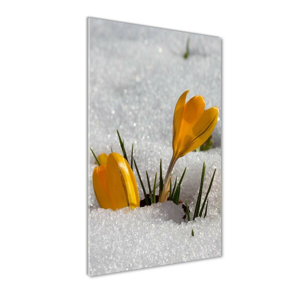 Acrylic print Yellow crocuses