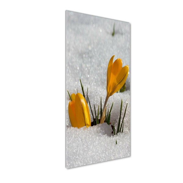 Acrylic print Yellow crocuses