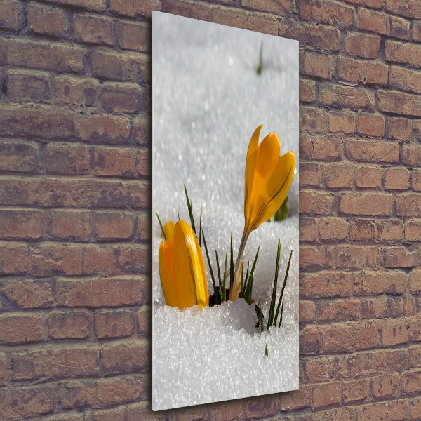 Acrylic print Yellow crocuses