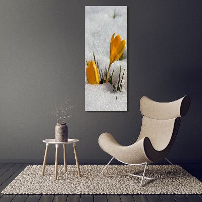 Acrylic print Yellow crocuses