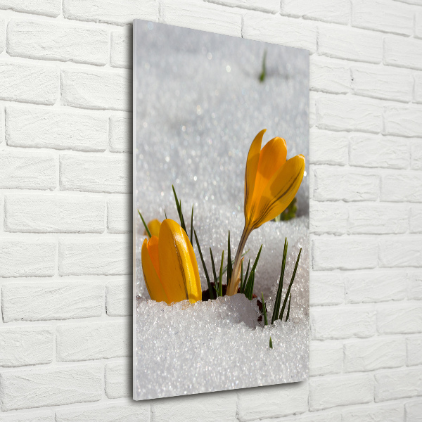 Acrylic print Yellow crocuses