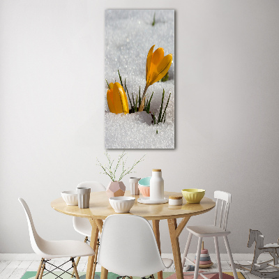 Acrylic print Yellow crocuses