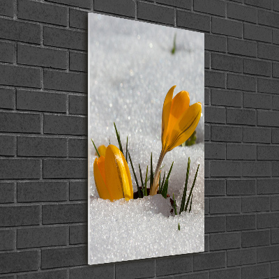 Acrylic print Yellow crocuses