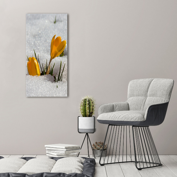 Acrylic print Yellow crocuses