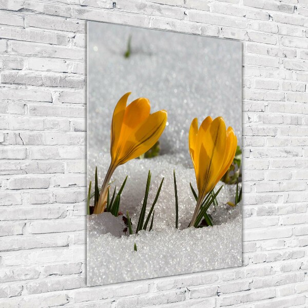 Acrylic print Yellow crocuses