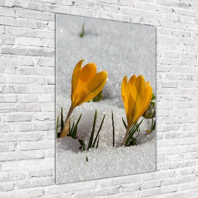 Acrylic print Yellow crocuses