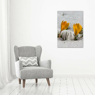 Acrylic print Yellow crocuses