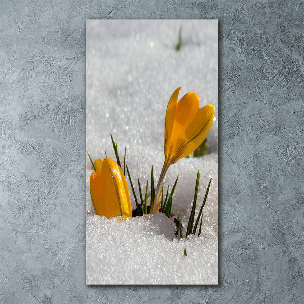 Acrylic print Yellow crocuses