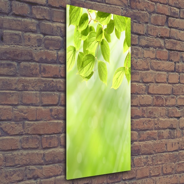 Print on acrylic Green leaves