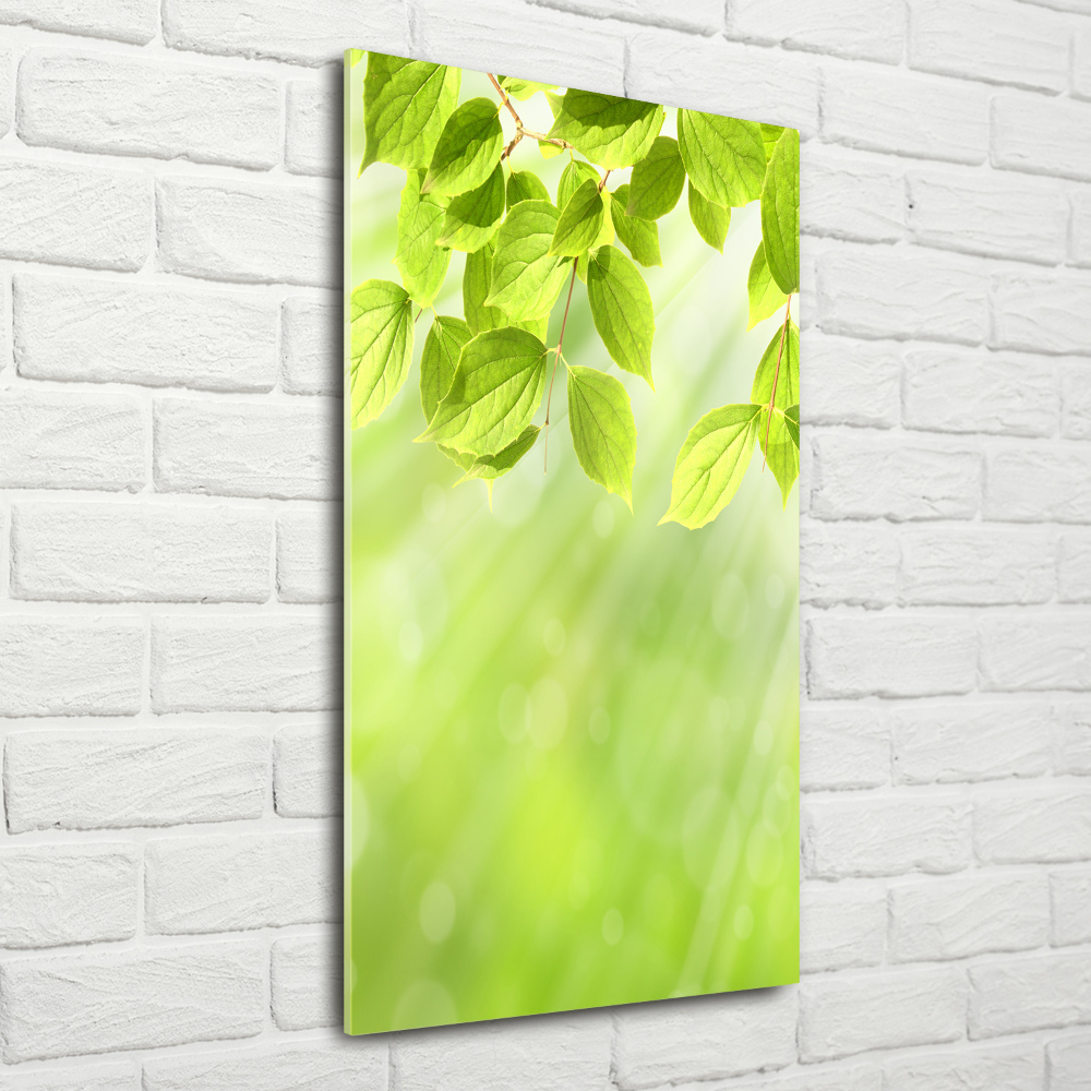 Print on acrylic Green leaves