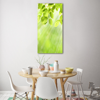 Print on acrylic Green leaves