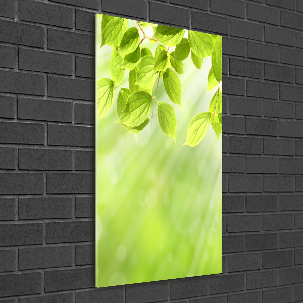 Print on acrylic Green leaves