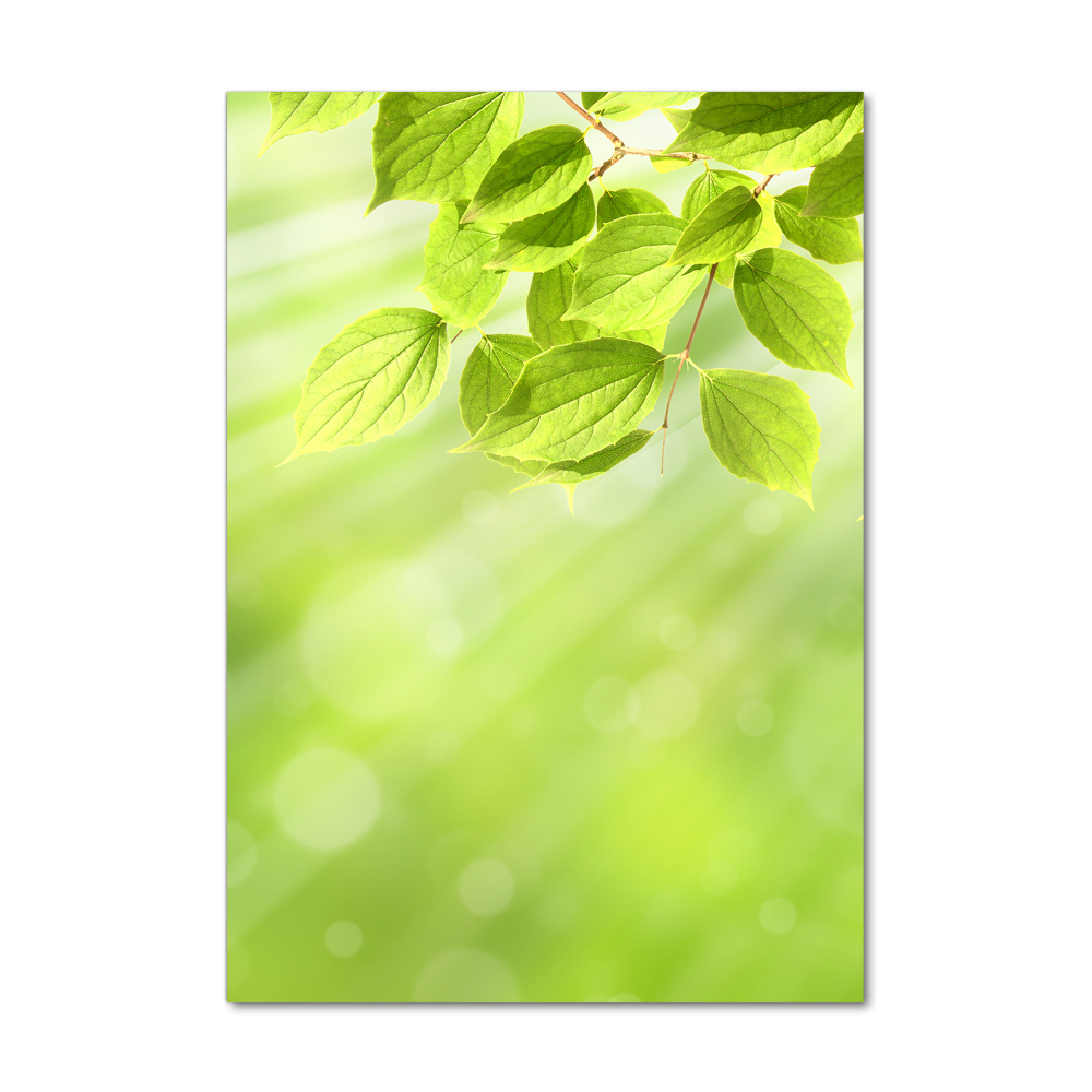 Print on acrylic Green leaves