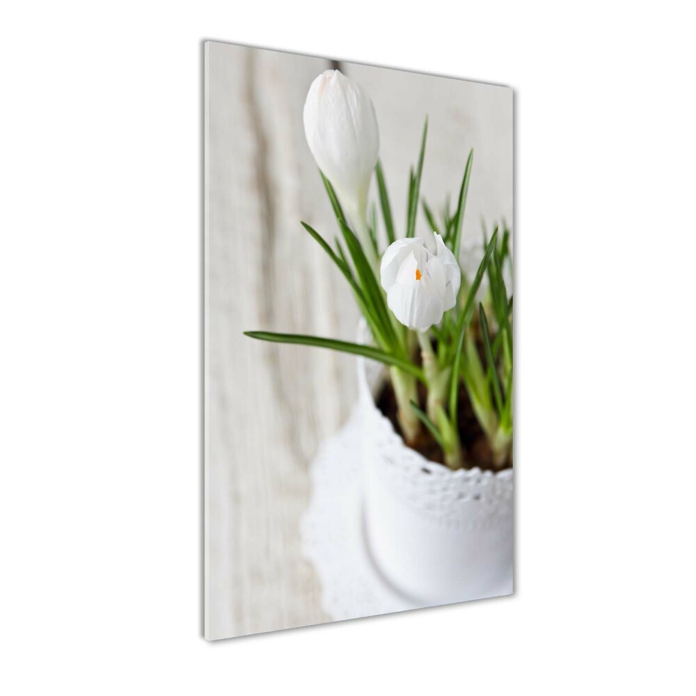 Print on acrylic White crocuses