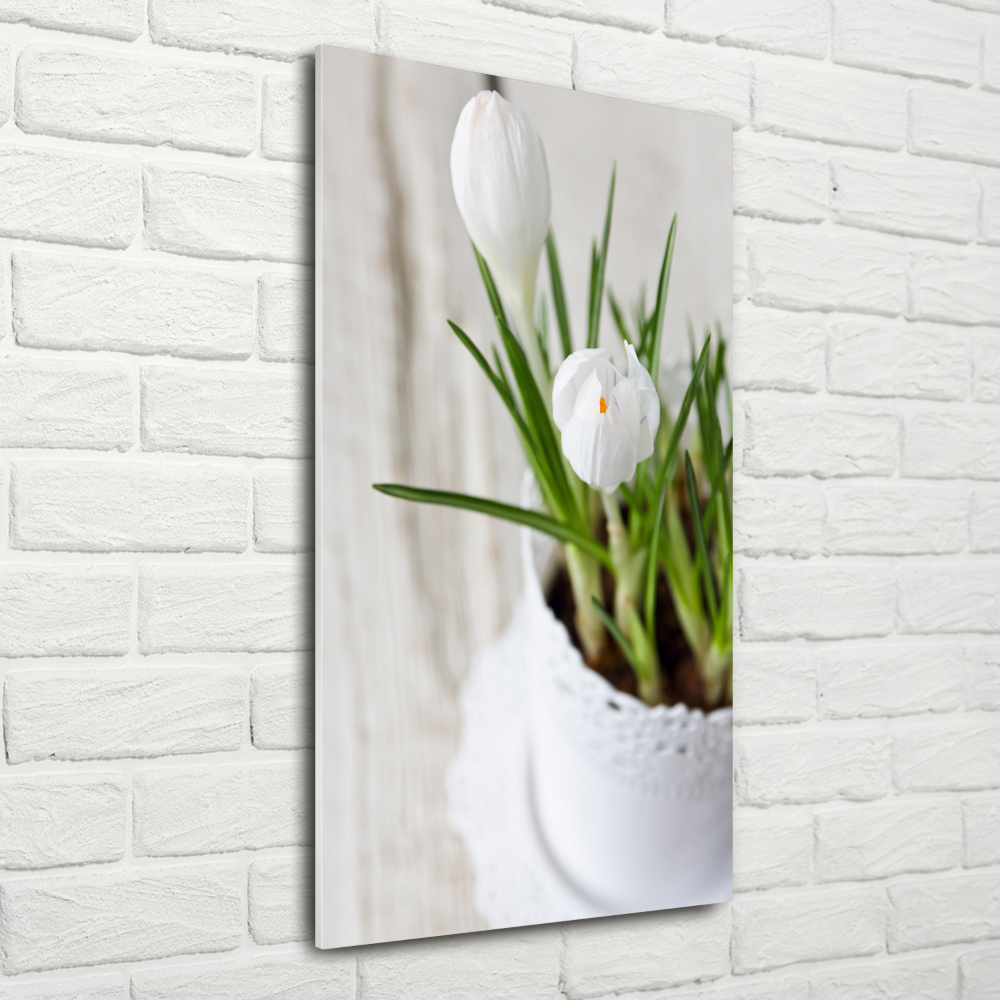 Print on acrylic White crocuses